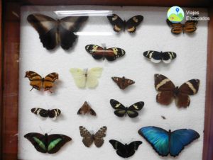 Mariposas