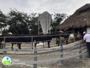 Hacienda La Gloria - Ordeño mecanico