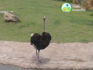 Avestruz - Bioparque Ukumari
