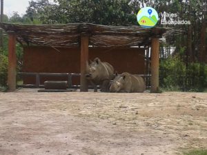 Rinocerontes - Bioparque Ukumari