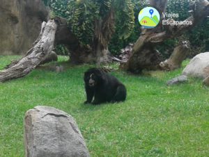 Oso - Bioparque Ukumari