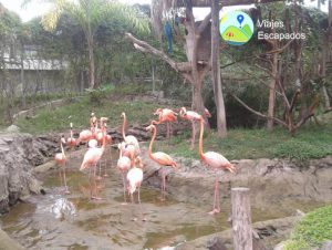 Garzas - Bioparque Ukumari