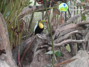 Tucán - Bioparque Ukumari
