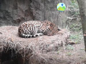 Fauna salvaje - Bioparque Ukumari
