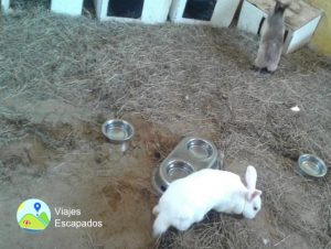 Animales en la Granja de Noé