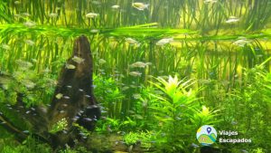 Acuario