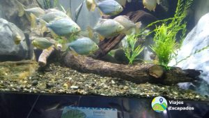 Estanque Acuario