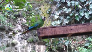 Aviario