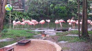 Aviario