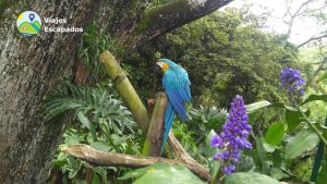 Aviario