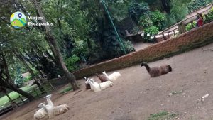 Llamas