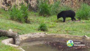 Oso Anteojos
