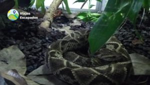 Serpiente
