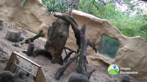 Suricata