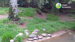 Tortugas
